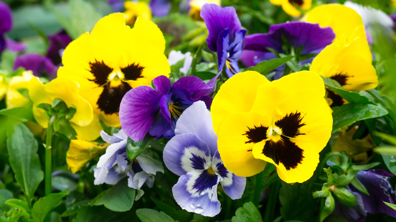 Viola tricolor var. hortensis pansies