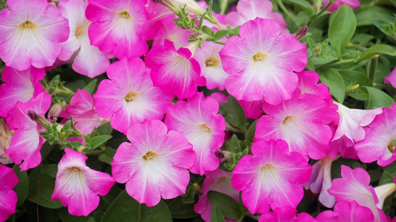 Callistephus chinensis pink petunias