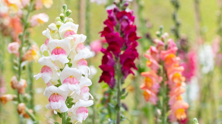 Antirrhinum majus snapdragons