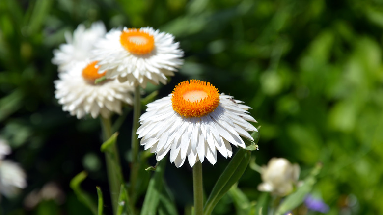 Xerochrysum bracteatum strawflowers