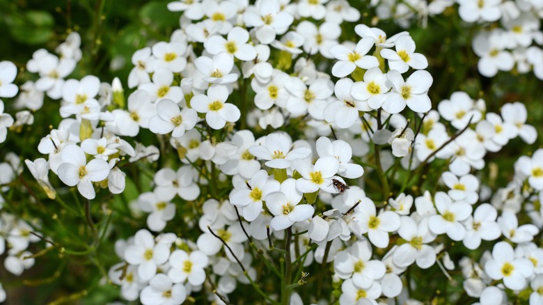 Lobularia maritima sweet alyssum