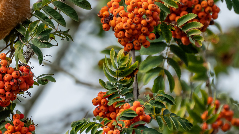 Mountain ash tree berries