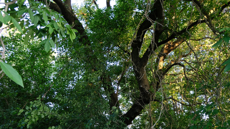 Black ash tree