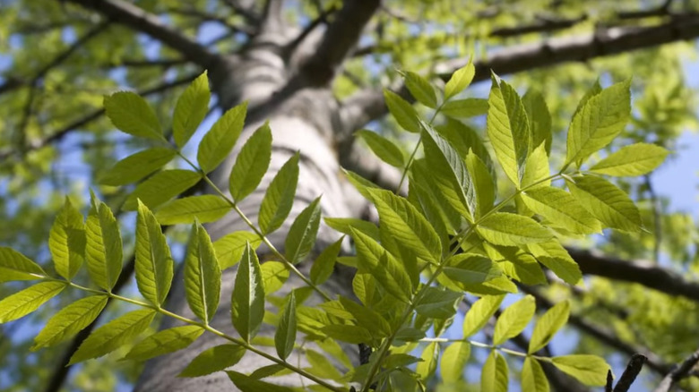 Blue ash leaves