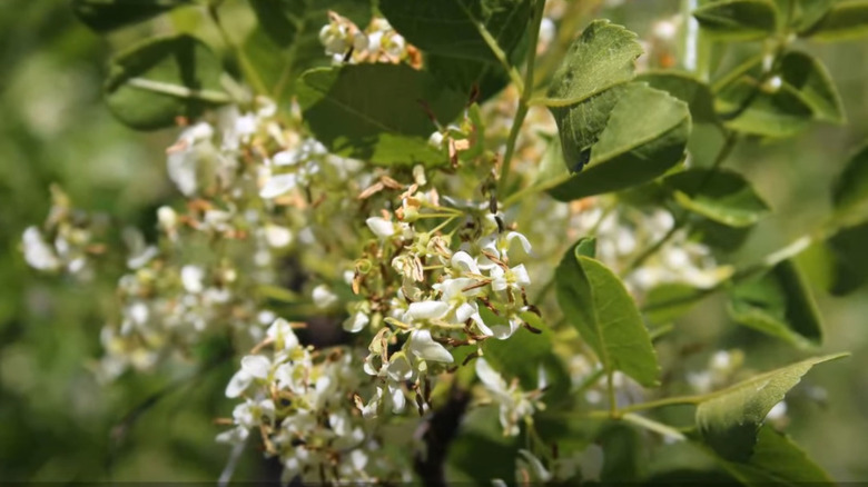 California ash blossoms