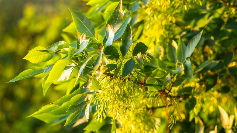 European ash tree