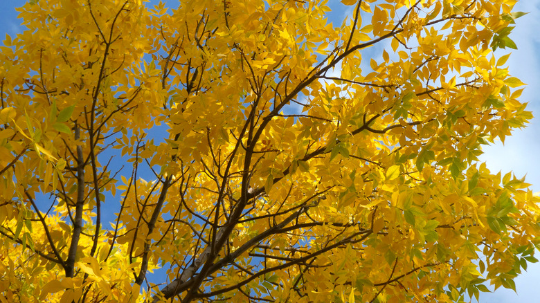 Green ash tree in fall