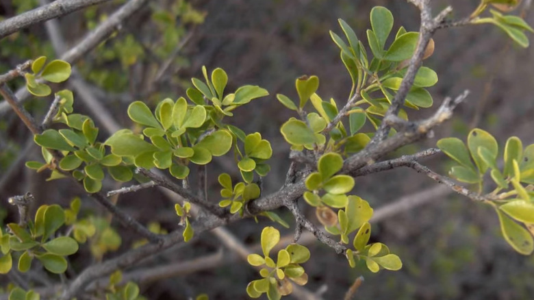 Gregg's ash tree