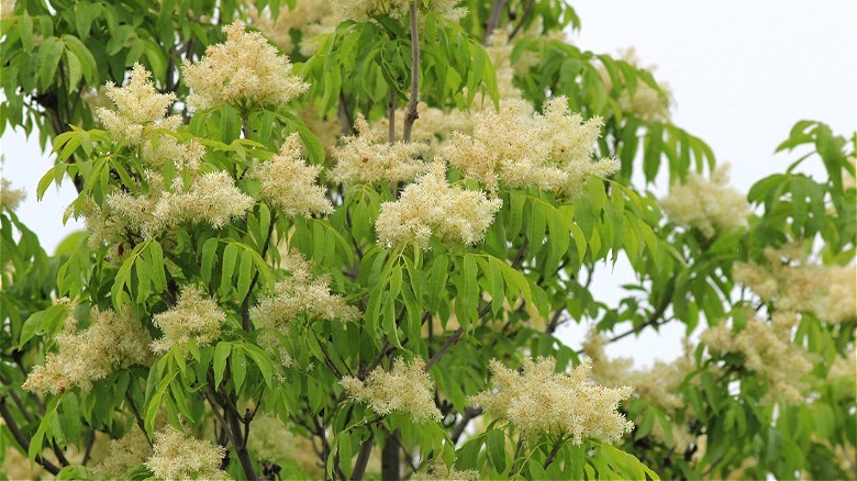 Manna ash blooms