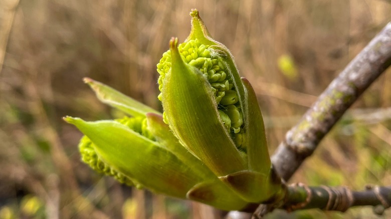 Oregon ash bloom