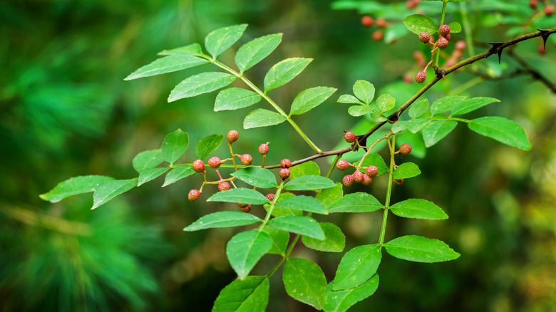 Prickly ash berries and leaves