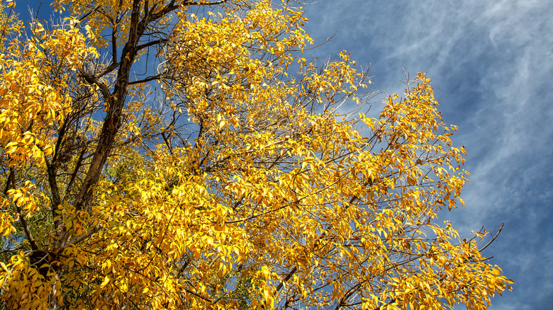 Velvet ash tree