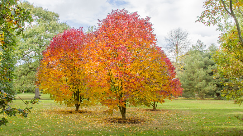 White ash trees in fall