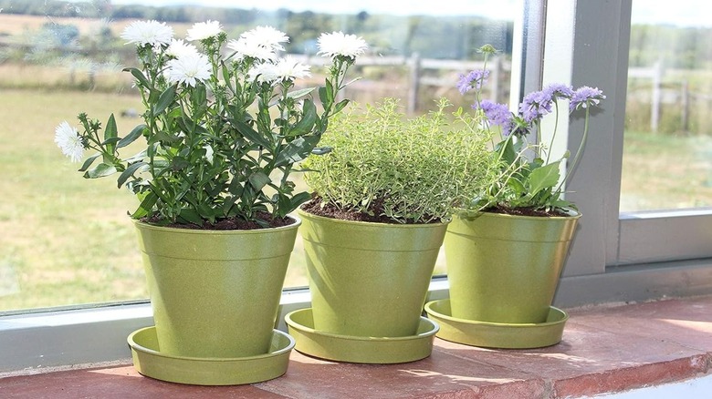 Herbs growing in bamboo compostable planters