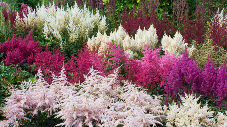 Rows of astilbe