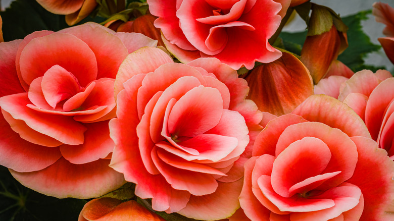 Close up pink begonias