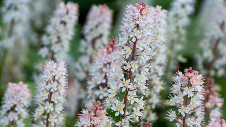 Cluster of foamflowers