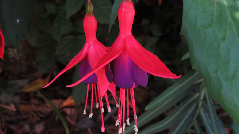 Fuchsia flowers close-up