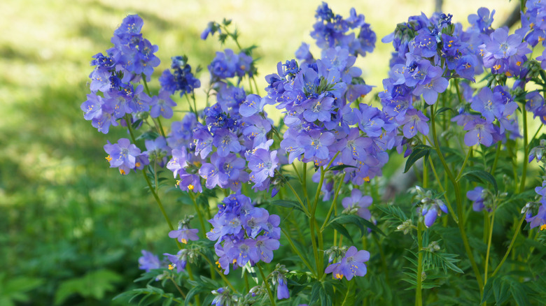 Cluster of Jacob's Ladder