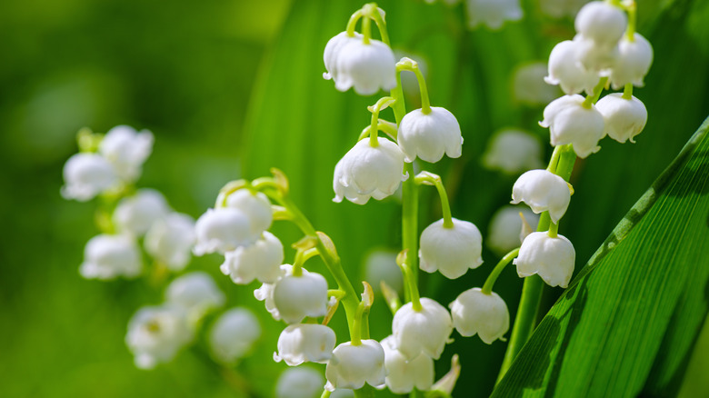 Close up lily of the valley