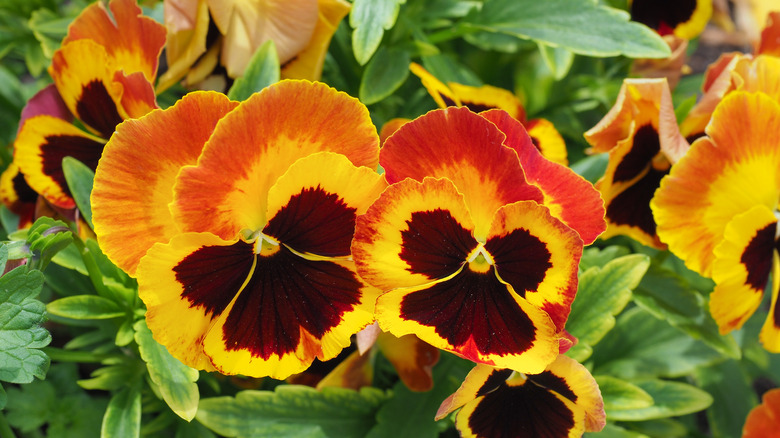 Multi-colored pansy