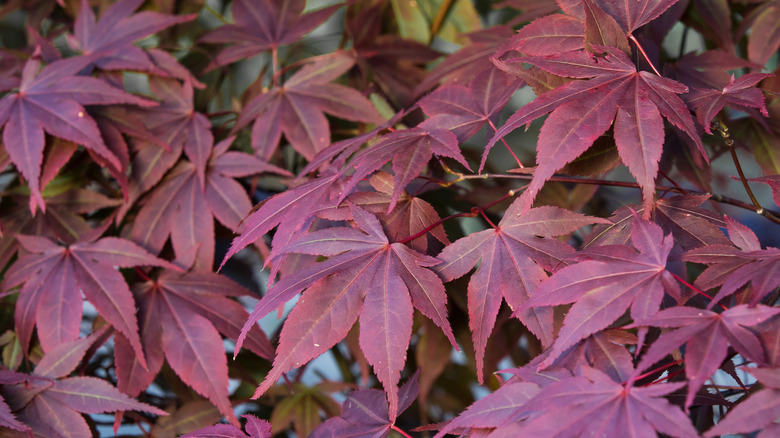 japanese maple leaf background 