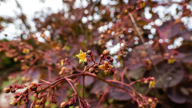 macro shot of smokebush