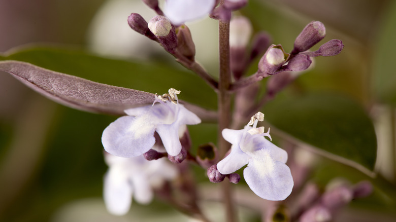 purple chaste tree leaf