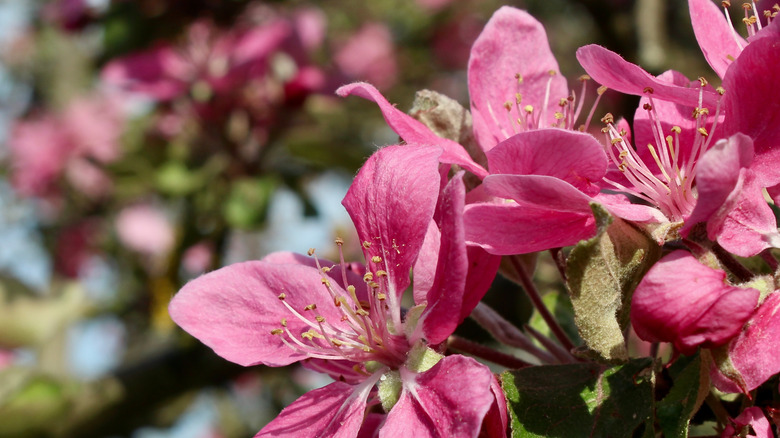 profusion crabapple close-up