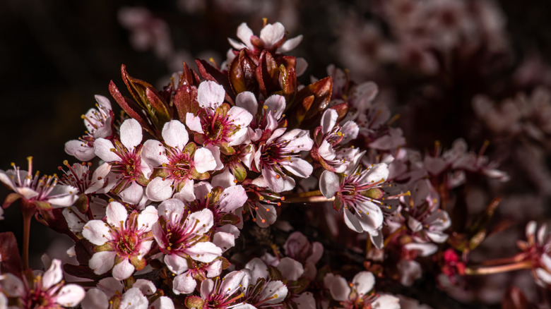 blooming cherry plum