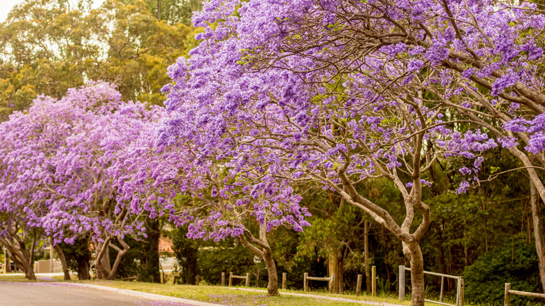 purple blooming jacaranda trees