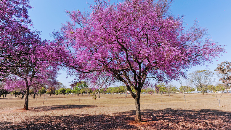 crepe myrtle trees in field