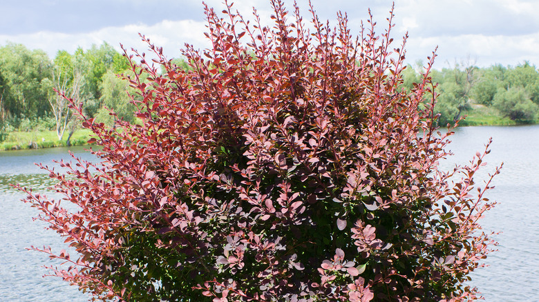 red-purple helmond pillar