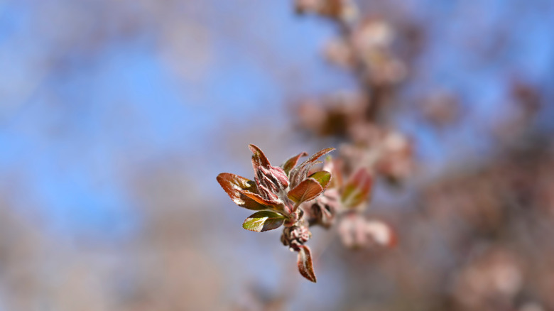 leaves of purple crabapple tree