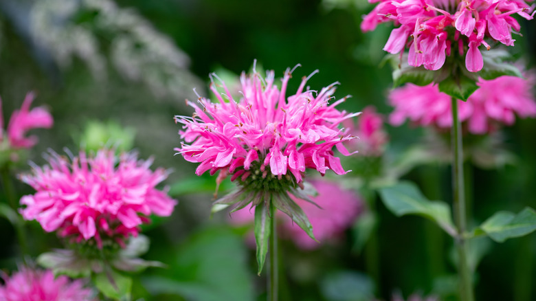 Pink bee balm