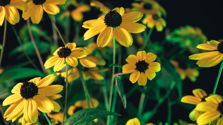 Yellow black-eyed Susan cluster