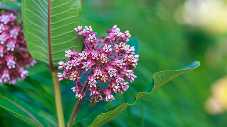 Pink and white milkweed