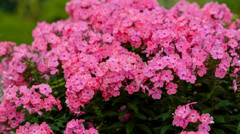 Pink phlox moss