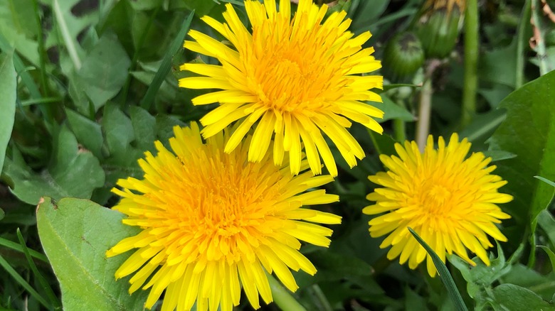 Yellow dandelion flower