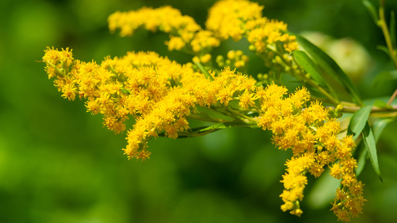 Flowering goldenrod shaft