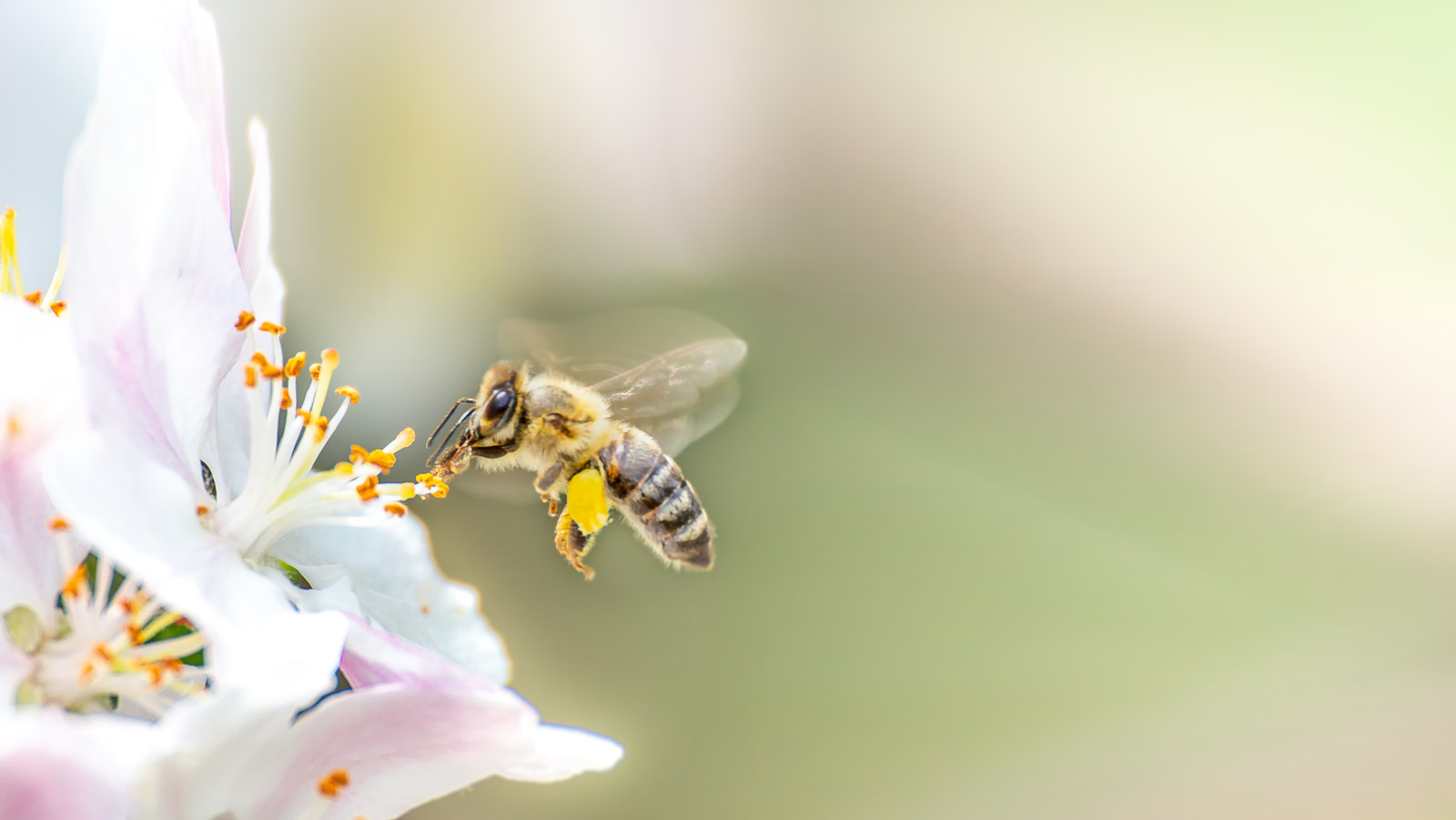 15 Bee-Friendly Flowers To Grow If You Live In New England