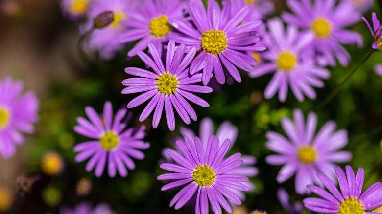 Purple aster flowers