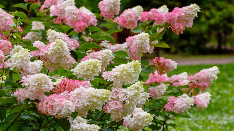 Conical hydrangea flowers