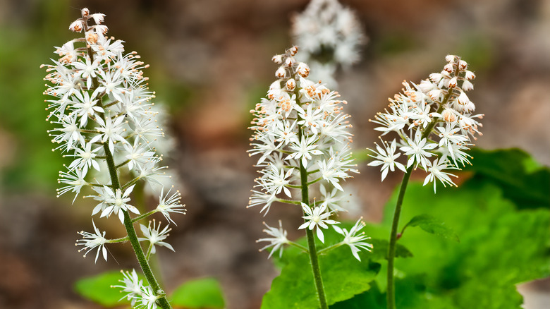 White delicate foamflower