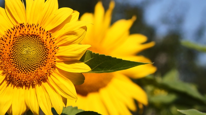 Yellow sunflower