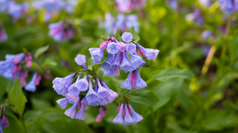 Bluebell trumpet flowers