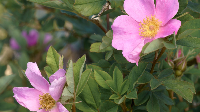 Pink Virginia roses