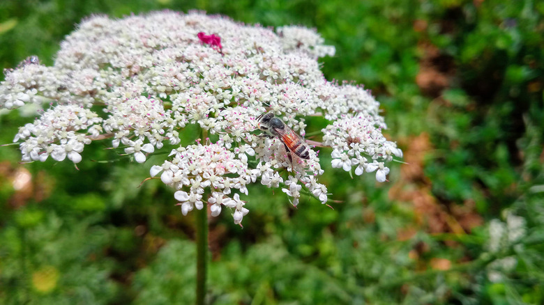 Wild carrot blossoms 