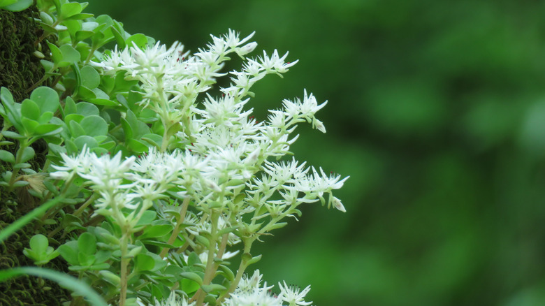 White woodland flowers