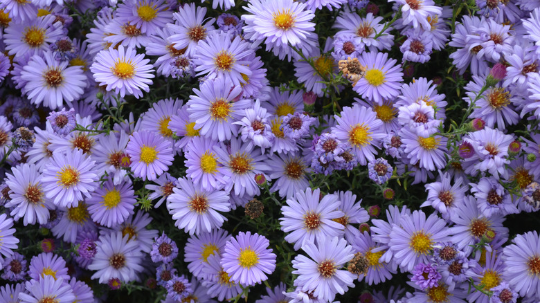 Pale purple aster flowers